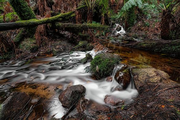 La La Falls in Warburton is a peaceful waterfall nestled in a lush rainforest setting within the Yarra Ranges. The 3.2 km return walk follows a scenic creek through tall ferns and mountain ash trees, with gentle inclines and stone bridges along the way. Best viewed after rain, the falls offer a tranquil spot to enjoy nature, making it a popular short hike near Melbourne.