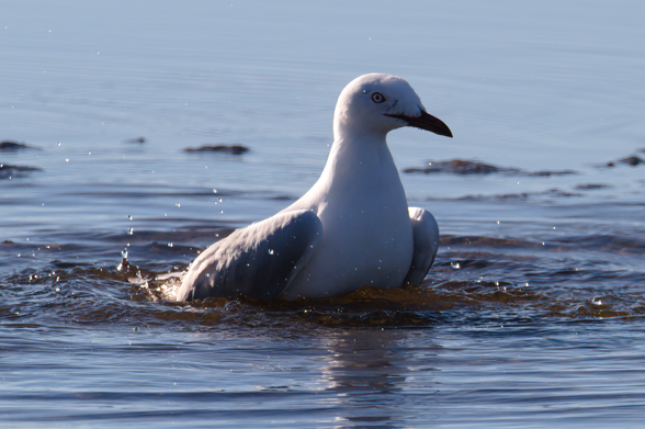 Grey and white seagull with red beak sitting up in the water facing right of frame with sunlight on its back. Background is out of focus water