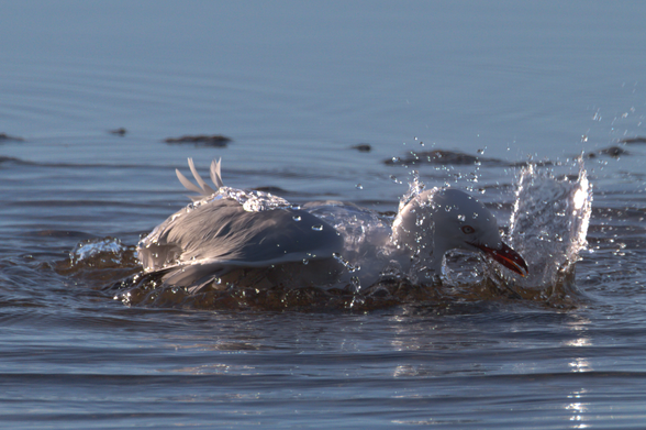 Grey and white seagull with red beak splashing in the water. Background is out of focus water
