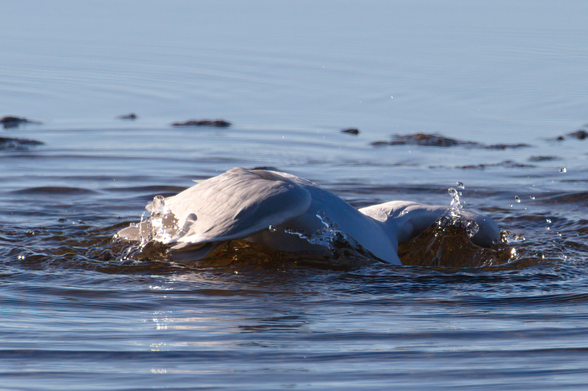 Grey and white seagull dunks its head in the water. Background is out of focus water