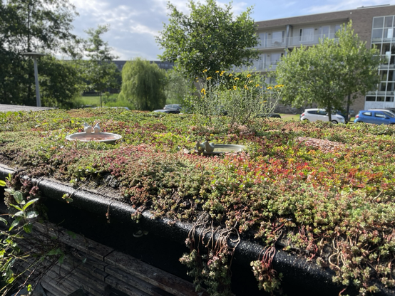 Photo of a green roof of a shed with an apartment building, parked cars and some urban green as a backdrop. The roof is covered in succulents, many in bloom, some higher yellow flowers and there are two bird baths visible.