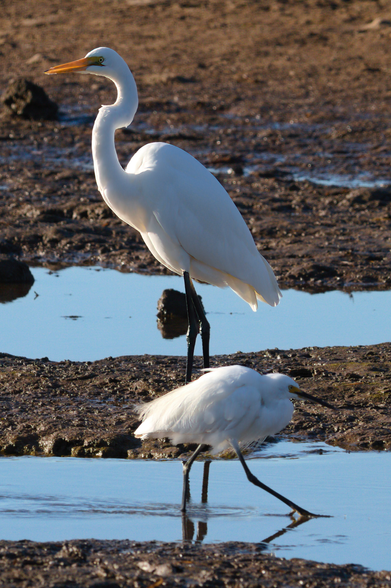 Two white wading birds. A smaller one in the foreground moving left to right in shallow water. Behind on the mud bank is a taller bird standing facing left of frame. Background is more mud with pools of water