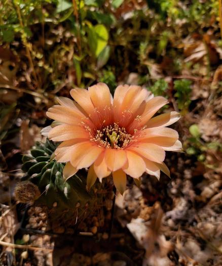 Man sieht eine große orangefarbene Blüte.