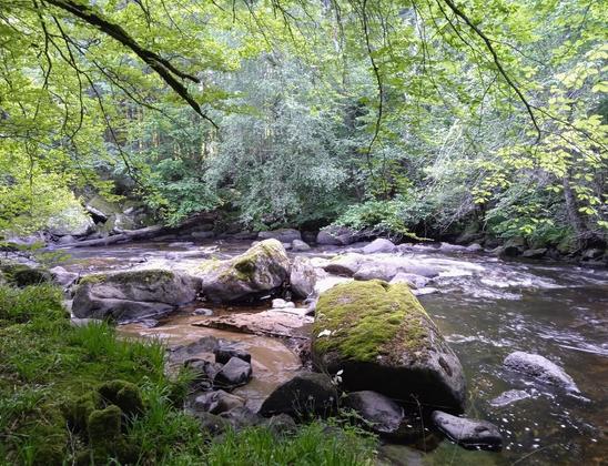 View of a rocky river, flowing between steep banks of leafy beech trees. The larger boulders in the water are covered in moss. Leafy plants dot the near bank.