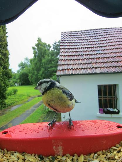 Blaumeise im Futterhäuschen