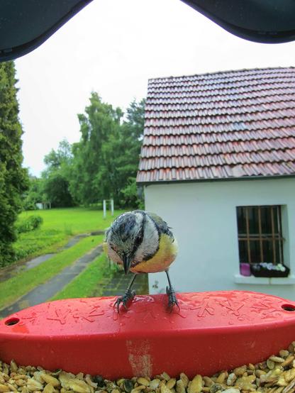 Blaumeise im Futterhäuschen