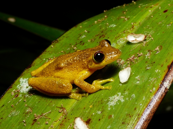 A dark yellow froggy with a warty brownish back and big eyes sits on a hard tropical leaf of a plant, with some white flower petals scattered on it.
