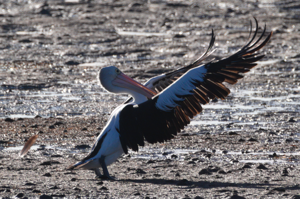 Black and white bird landing from left to right with feet on mud bank, wings outstretched to upper right of frame. Background is more out of focus tidal flat