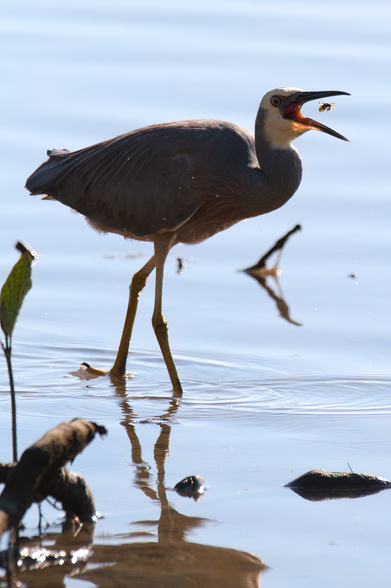 Grey bird with long legs and white face with beak open about to swallow its tiny prey fish. Foreground has a mangrove root. Bird's feet are obscured by shallow water. Background is more water.