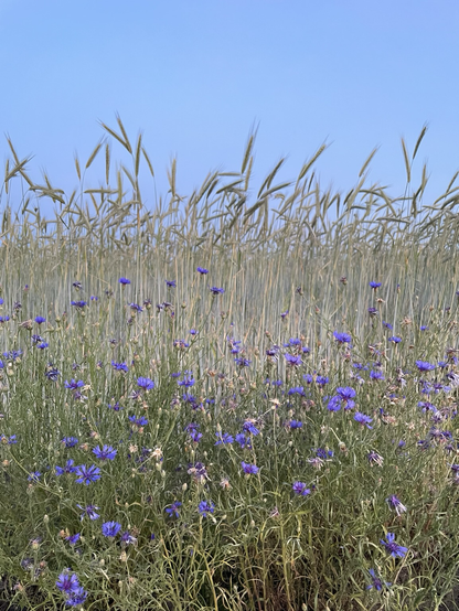 Foto eines Kornfeldes mit lila Blumen im Vordergrund und blauem Himmel im Hintetgrund