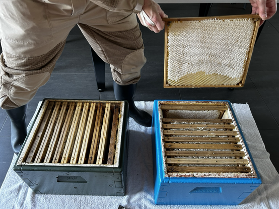 Two honey supers ready for harvesting. One frame is showing capped honeycomb.