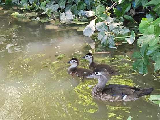 Ducks 