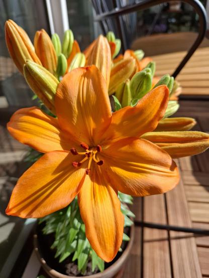 Large orange blooming lily.
