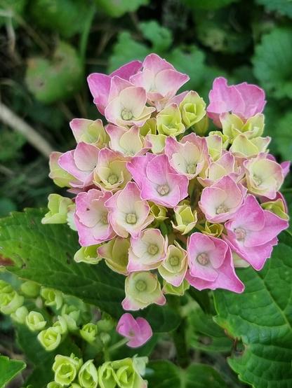 Gros plan d'une fleur d'hortensia (hydrangea macrophylla)