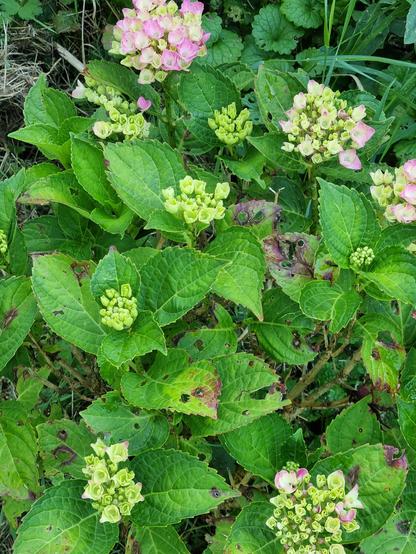 Début de floraison de l'hortensia avec ses feuilles trouées par les limaces