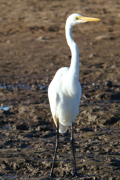 Large white bird with yellow bill and black legs standing facing camera head turned to right of frame. Background is a muddy tidal flat