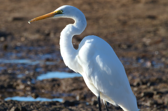 Large white bird with yellow bill in profile facing left of frame on tidal mud-flat. Background is more mud with pools of water