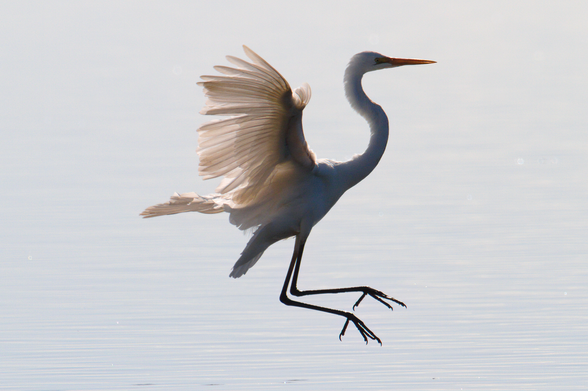 Large white bird in profile facing right of shot with wings outstretched about to land against pale morning sky. 