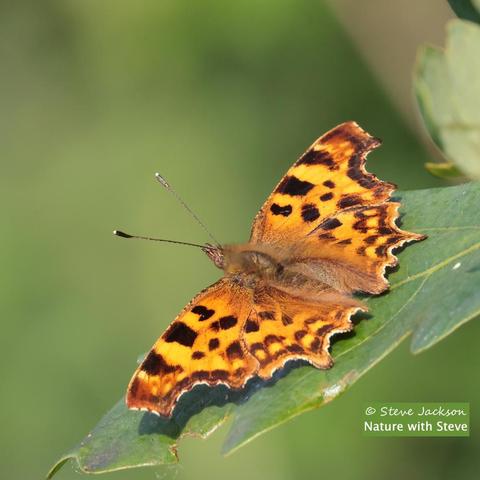 A Comma Butterfly perched on an Oak leaf, with wings fully open. He or she is facing towards the left side of the image; we see him or her from the side and at an angle – if there was a line drawn connecting the bottom left and the top right corners of the picture, the leading edges of the forewings would more or less follow part of that line. The wings, which have rather jagged outer edges, are an orangey-brown colour, with dark blotches and some paler coloured ones too. The body is hairy, and brown in colour, with hints of green on the thorax. The antennae are dark, and the thickened ends have whitish tips.