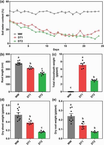 Drought induces the formation of rhizosheaths in rice but decreases plant biomass.