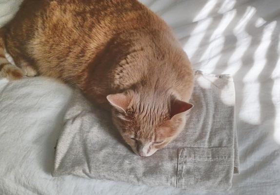 A neatly folded t-shirt on a bed has a cat sleeping on it