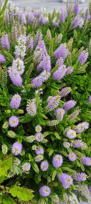 Touffe dense de Hebe en fleurs, aux épis violet pastel et blancs dressés parmi des feuilles vert foncé brillantes. La scène est capturée en plan rapproché, soulignant la texture du feuillage et la légèreté des fleurs, dans une lumière douce de fin de matinée