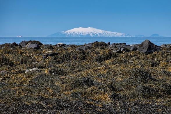 A view to Snaefellsjokull from the shore at Seltjarnarnes.  Seaweed in the foreground on the beach. Sky is blue.