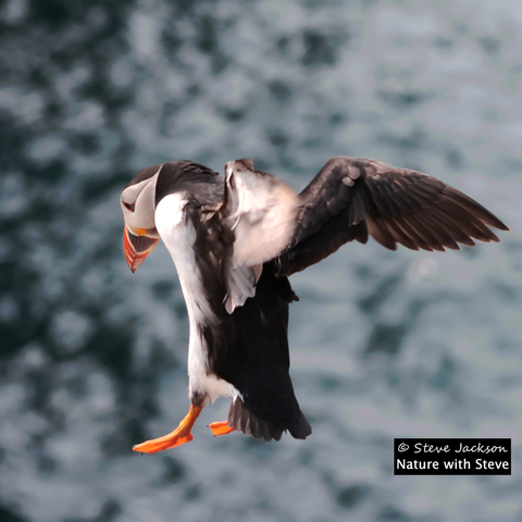 Photo of an Atlantic Puffin (Fratercula arctica) in mid air as he or she makes a vertical descent before landing. The bird is facing towards the left of the image and slightly away from us, head looking down, body upright, feet lowered, narrow wings held out behind the body caught in mid flap. The bird is short and stocky but looks more elongated here in vertical pose; the top of the head, the neck, the back, the upper sides of the wings and the tail are black, while the sides of the face, the chest, the belly and the undersides of the wings are white. The beak, which is much taller than it is broad and triangular in shape, is blue near the base and red towards the pointed tip, with yellowish lines around the blue part and within the red part. The short legs and the webbed feet are orange. He or she might not actually be wearing an invisible jetpack, but it would explain a lot if they were.