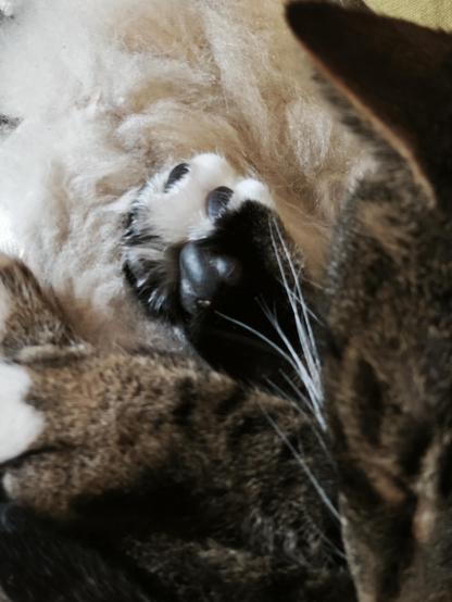 Ballen der Hinter Pfote eines Katers: schwarz in weißem und schwarzem Fell