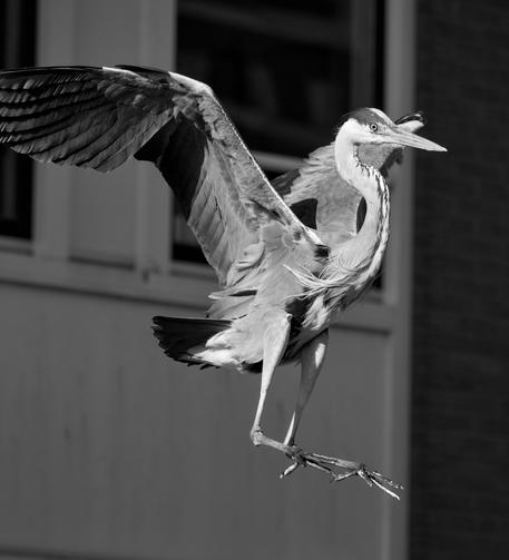 A grey heron in flight, about to land, part of a building in the background, all in black and white.
