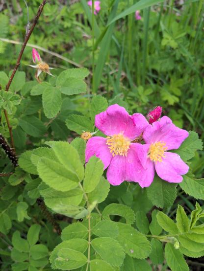 A wood rose.  It's in the ditch, and not sure how it for there. Hopefully the fairies moved it from the now overgrown garden.