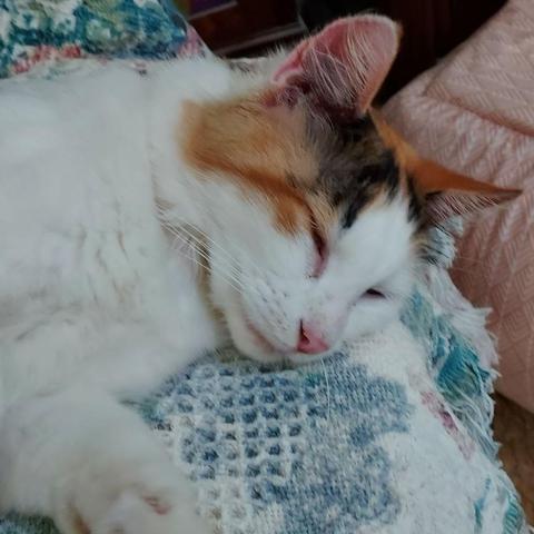 A calico with a pink nose and long, white whiskers lies in a chair in her new home and sleeps.