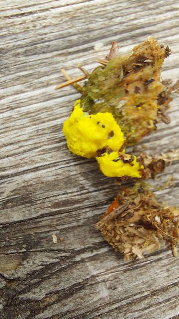 Un truc bien jaune accroché du bois vermoulu