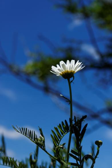 Colour photograph of an Oxeye Daisy from below against a background of blue sky and tree branches.