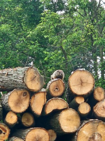 Woodchuck on top of a pile of logs at our farm.