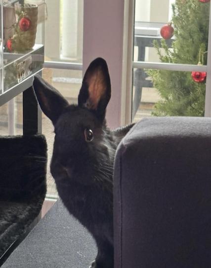 Me peeking around the corner of a black sofa 