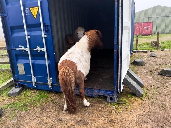 Shetland pony in a container.