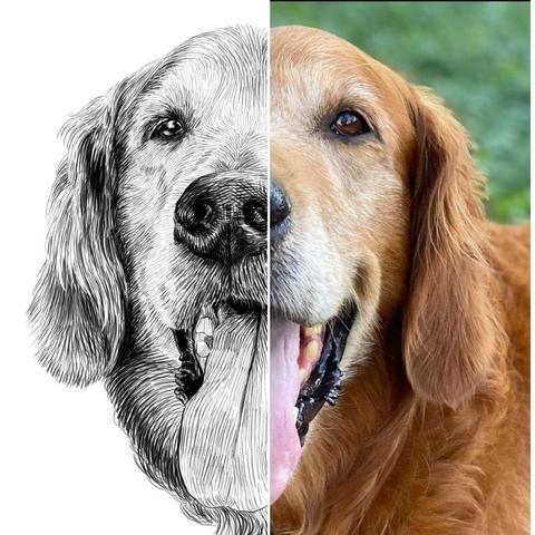 Black and white drawing of a golden retriever named Mylow, with the right half of the image being the reference.