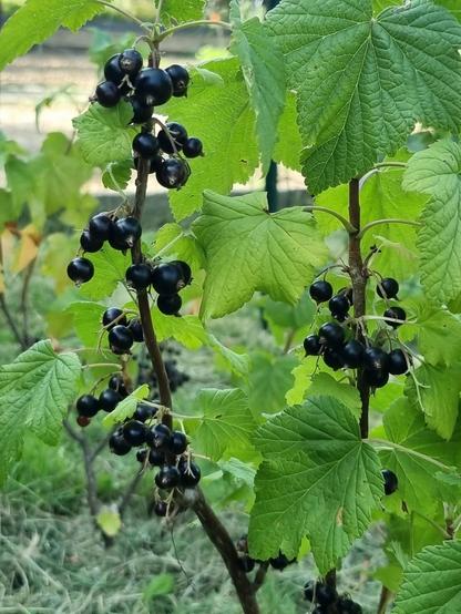 Petites grappes de cassis presques mirs sur leur branche