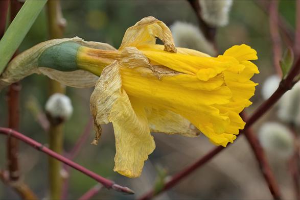 A single daffodil flower in the late stages of its bloom cycle. The flower hangs downward on its stem, displaying a distinctive two-part structure characteristic of daffodils - a trumpet-shaped center (corona) surrounded by six outer petals.  
The flower's central trumpet remains a vibrant golden-yellow color with a ruffled edge, while the surrounding petals show signs of aging. These outer petals have transformed from their original yellow to a papery, tan-beige color with a dried, tissue-like texture. Some petals curl backward, creating graceful curves that resemble aged parchment.
