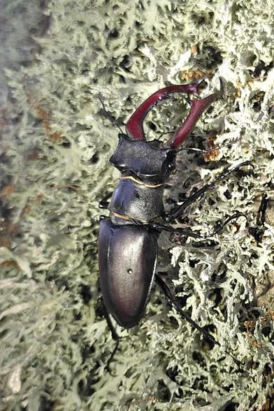Stag Beetle male on a mossy tree trunk.