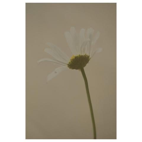 Foto einer einzelnen Mageritenblüte von Hinten vor beigen Hintergrund. Ein einzelnes Blütenblatt fehlt. 