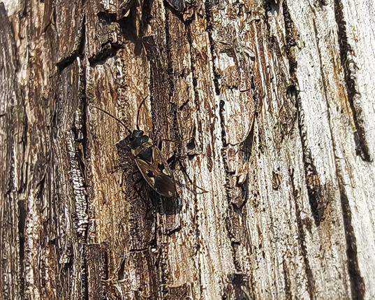 Seed bug on an old tree trunk