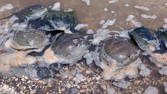 A group of horseshoe crabs partially submerged in shallow, foamy water along a rocky shoreline during spawning season. Their hard, domed shells glisten with moisture and are clustered closely together.