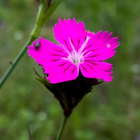 Die Blüte der Kartäusernelke in sehr kräftiger blau-violett / magenta Farbe. Am Rand sitzt ein winziger kleiner Käfer.