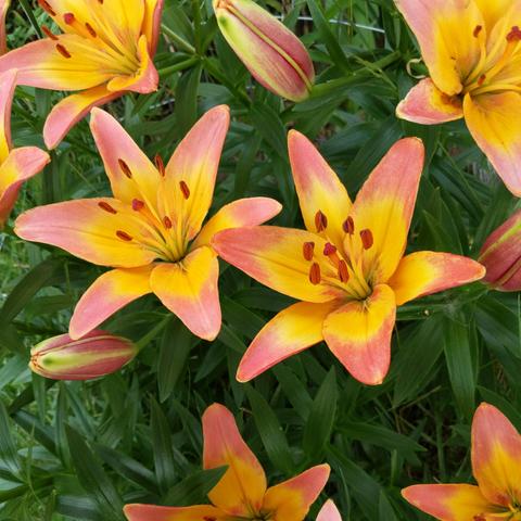 A photo of lilies. They are orange and yellow or peach colored or maybe sorta pink, you choose.