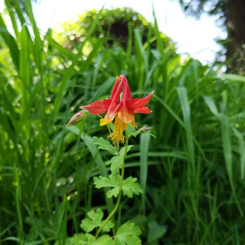 A single red and yellow columbine flower. The background is daylily foliage.