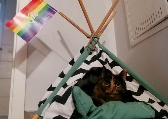 My torbie cat Mina sitting in her cat tipi. A pride flag is sticking out of the top of it.