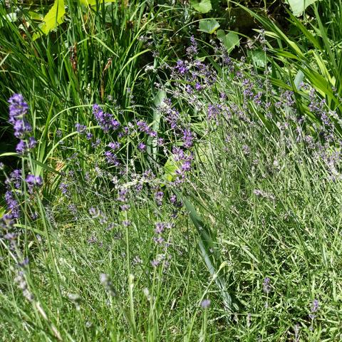 A photo showing some lavender blossoms. There are Japanese iris, bearded iris, grapevine, peppermint, grass, other foliage in the background.