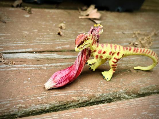 A green Dilophosaurus with brown spots holds a wilted and fallen hibiscus blossom of dark pink and white. They stand on a faded deck in need of stain. Wilted oak pollen blossoms and dead leaves are scattered in the background.